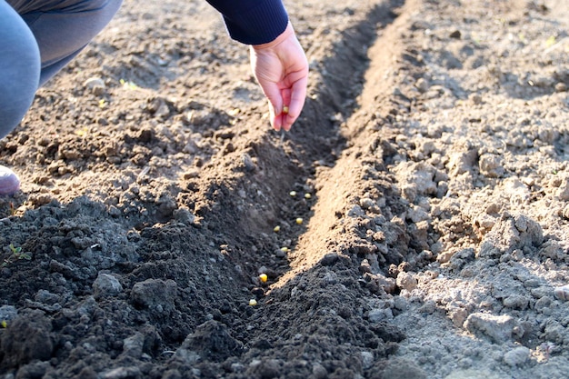 Hand growing seeds of vegetable on sowing soil at garden metaphor gardening agriculture concept