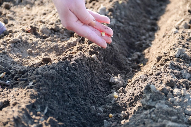 Hand growing seeds of vegetable on sowing soil at garden metaphor gardening agriculture concept