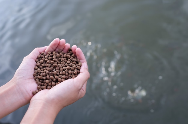 hand hold food for feeding fish 