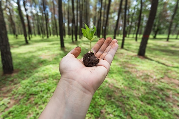 Hand hold a seed in the woodland 