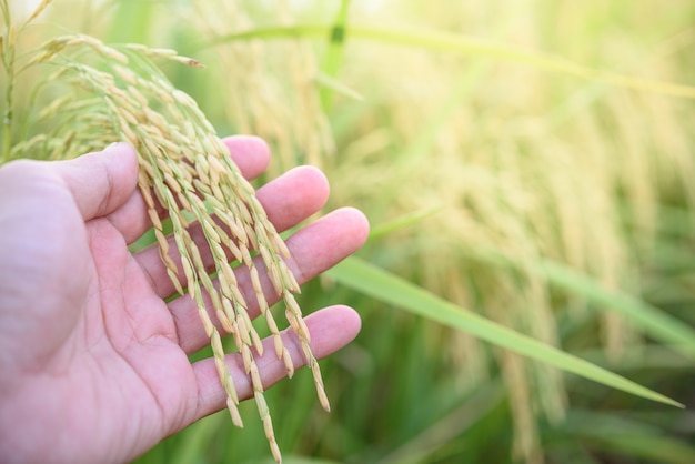 Hand holder rice (Thai Jasmine rice), at rice field, north of Thailand.