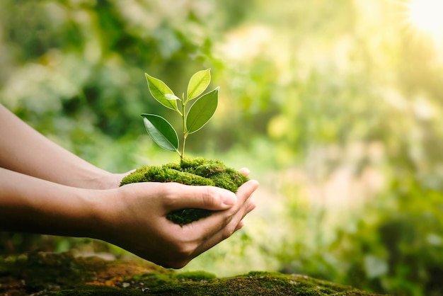 Hand holdig plant growing on green background with sunshine