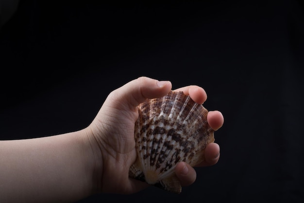 Hand holding a beautiful seashell in hand