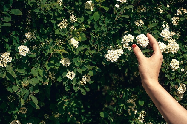 Hand holding beautiful spirea flower in sunlight girl touching spiraea white flowers bush in sunny summer garden enjoying life protecting nature