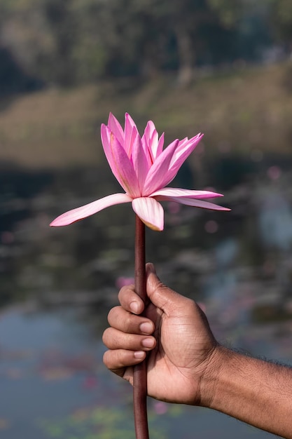 Hand holding blossomed red water lily near the lake close up