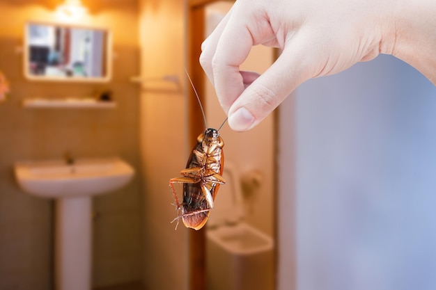 Hand holding brown cockroach on toilet background eliminate cockroach in toilet Cockroaches as carriers of disease