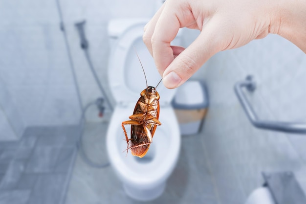 Hand holding brown cockroach on toilet background eliminate cockroach in toilet Cockroaches as carriers of disease