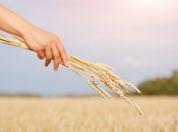 Hand holding bundle of golden wheat