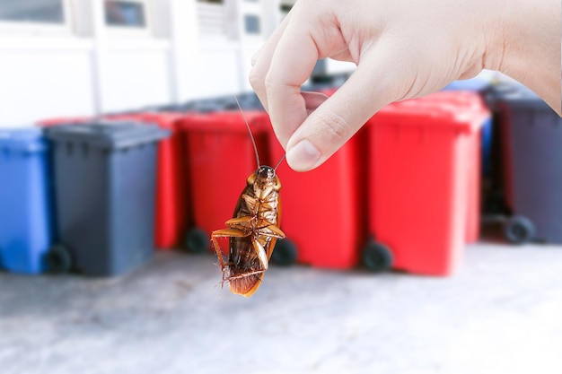 Hand holding cockroach on bin eliminate cockroach in bin Cockroaches as carriers of disease