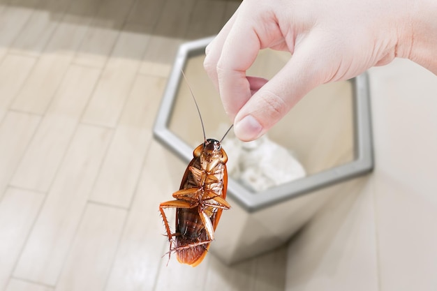 Hand holding cockroach on bineliminate cockroach in binCockroaches as carriers of disease