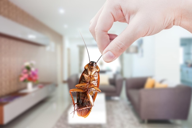 Hand holding cockroach on room in house background eliminate cockroach in room houseCockroaches as carriers of disease