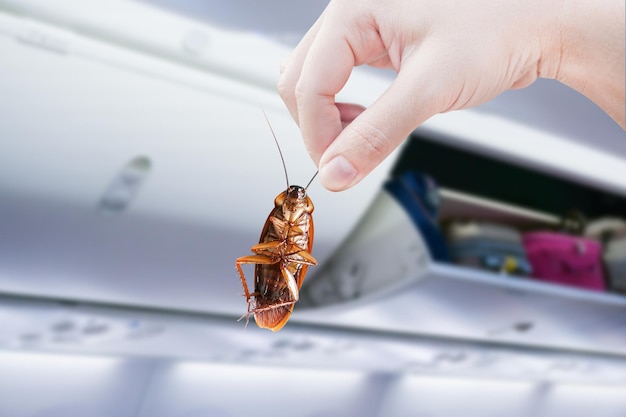 Hand holding cockroaches with airplane cabine with the luggage compartments disturbances was eliminated idea is get rid of insects and put insect protection systems at airplanes