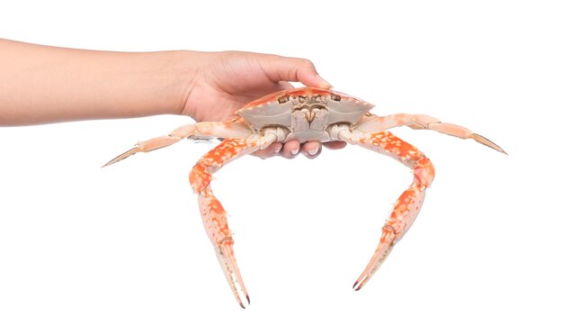 hand holding cooked crab prepared isolated on white background