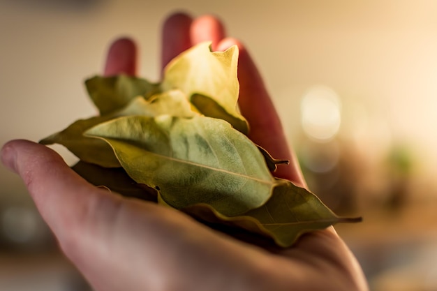 Hand holding dried bay leaves laurus nobilis