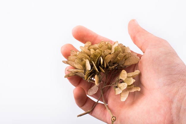 Hand holding a dry autumn leaf on a white background