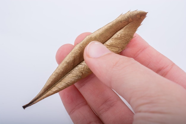 Hand holding a dry leaf on a white background