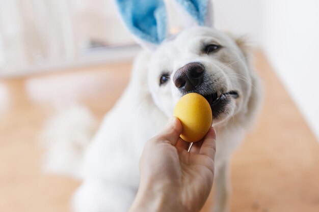 Hand holding easter egg and cute dog in bunny ears nose close up Happy Easter