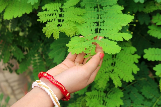 A hand holding a fern leaf in front of a bush