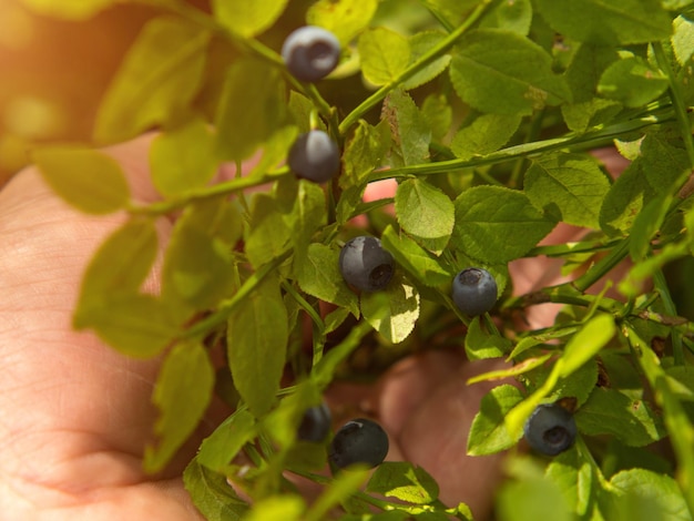 Hand holding fresh common blueberries Vaccinium myrtillus