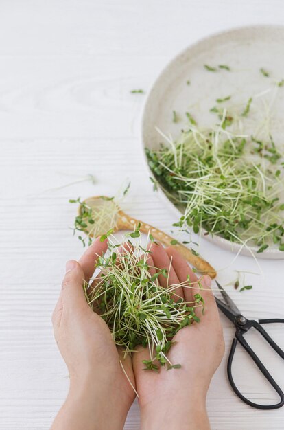 Hand holding fresh flax sprouts at plate spoon scissors on white wood Growing microgreens at home