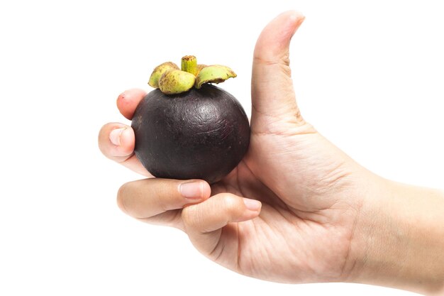 Photo hand holding a fresh organic mangosteen fruit with thumb finger isolated on white background