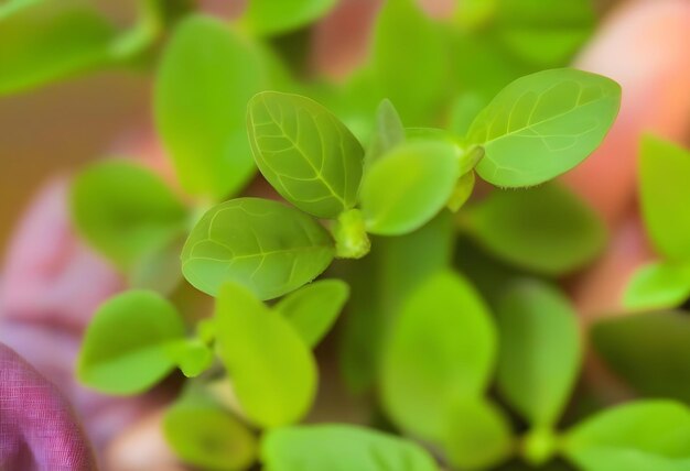 A hand holding freshly picked oregano leaves from a garden