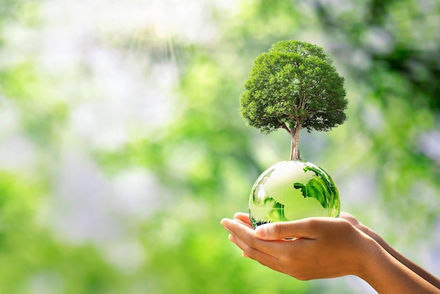 Hand holding glass globe ball with tree growing and green nature blur background eco concept