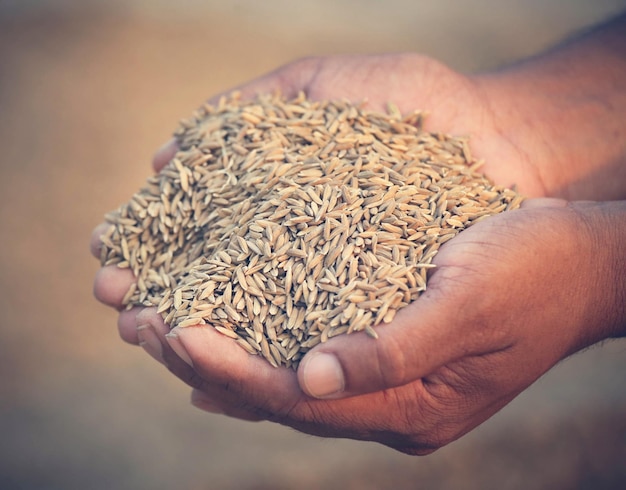 Hand holding golden paddy seeds in Indian subcontinent