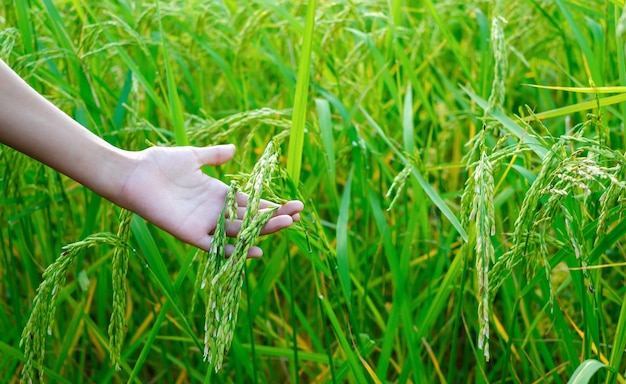 Hand holding a grain of rice closeup of a green rice plant in a field