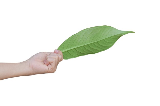 hand holding a green leaf isolated on white background with clipping path