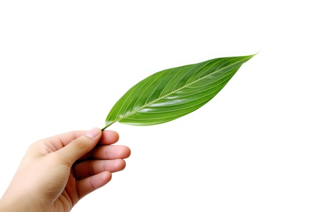 Photo a hand holding a green leaf with the word bamboo on it