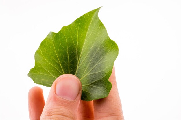 Hand holding a green leaf