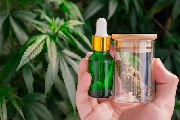 Photo hand holding a laboratory glass jar with cannabis buds and green dropper bottle against the background of marijuana blurred green leaves product of cbd and thc hemp oil for treatment oil and medical