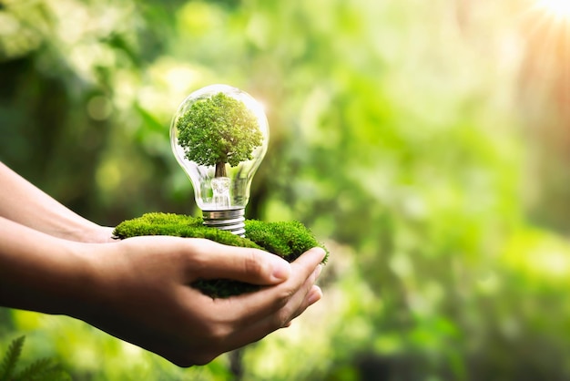 Hand holding light bulb with tree growing and sunshine in nature save energy and protect environment eco concept