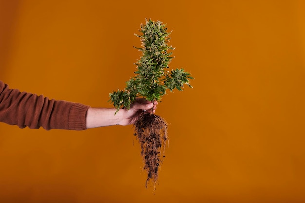 A hand holding a marijuana plant with roots on orange background