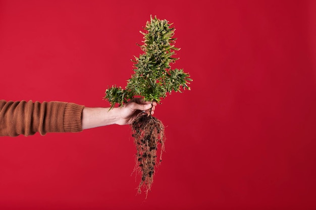 A hand holding a marijuana plant with roots on red background