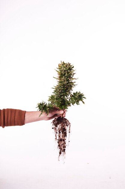 A hand holding a marijuana plant with roots on white background