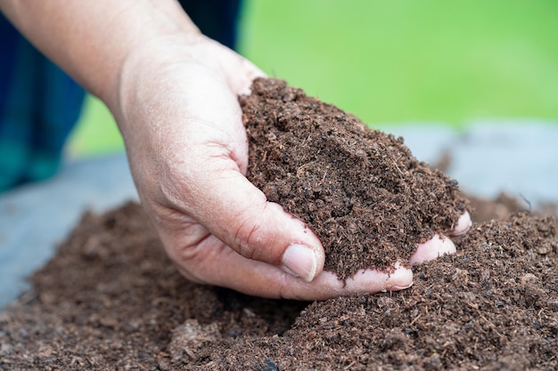 Hand holding peat moss organic matter improve soil for agriculture organic plant growing ecology concept