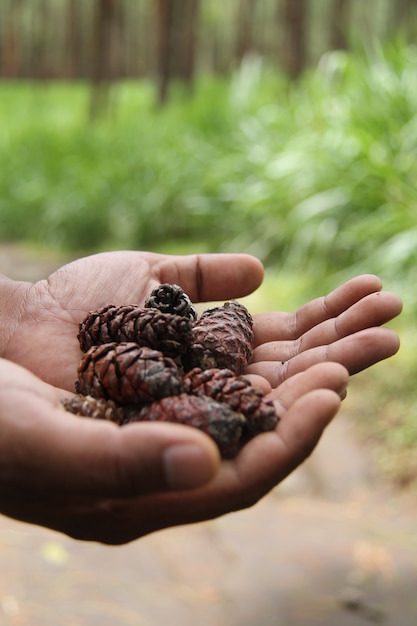 hand holding pine fruits