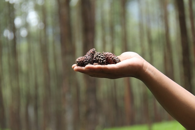 hand holding pine fruits