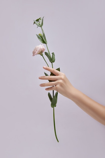 Hand holding a pink flower