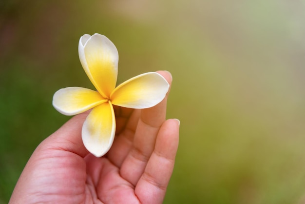 Hand Holding Plumeria Flower With Sunbeam