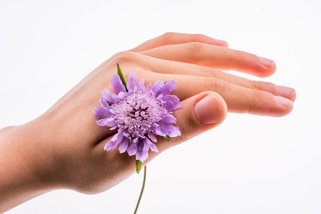 Hand holding A Purple Flower on a white background