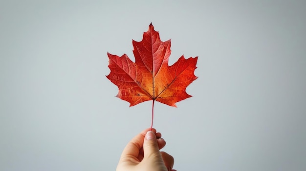 Hand holding a red maple leaf against a neutral background