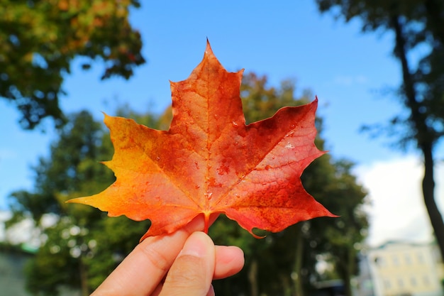 Hand holding red maple leaf with blurred of colorful tree leaves and blue sky background.