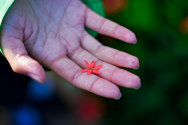 Hand holding a red needle flower or red ixora with six petals.