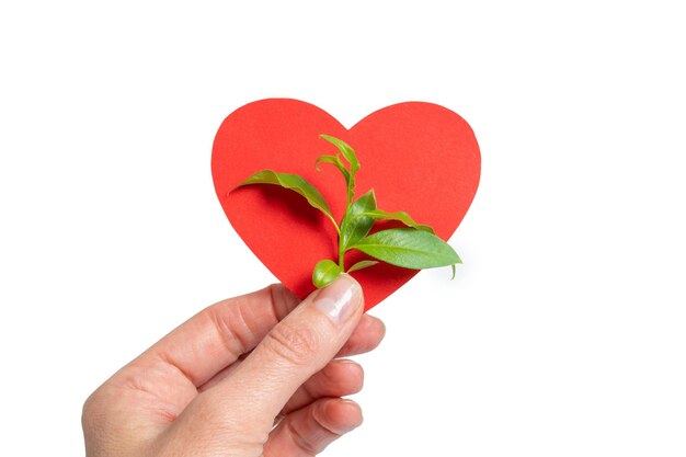 A hand holding a red paper heart shape and a green sprout with leaves as a symbol of ecology on a white background Eco friendly concept Care for life and the ecosystem for a sustainable future