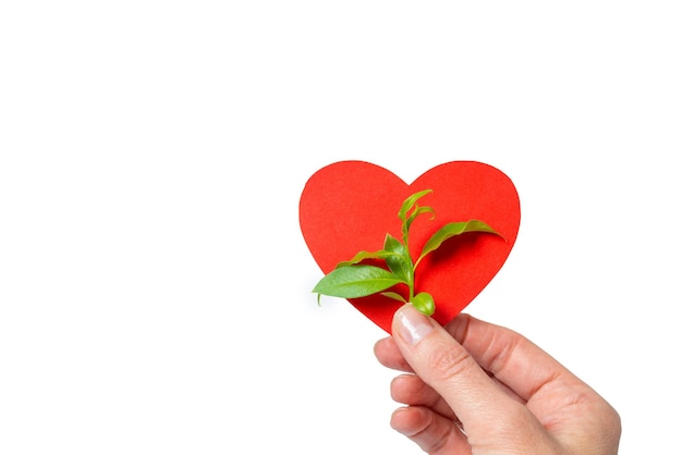 A hand holding a red paper heart shape and a green sprout with leaves as a symbol of ecology on a white background