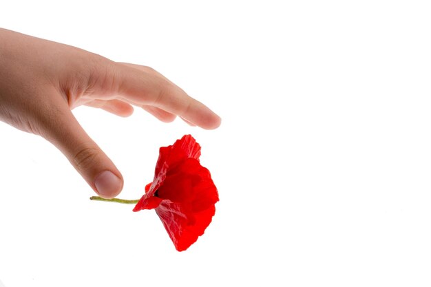 Hand holding a Red Poppy