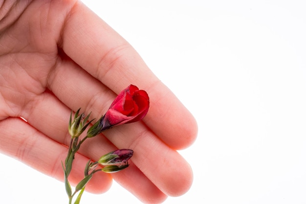 Hand holding a Red Poppy